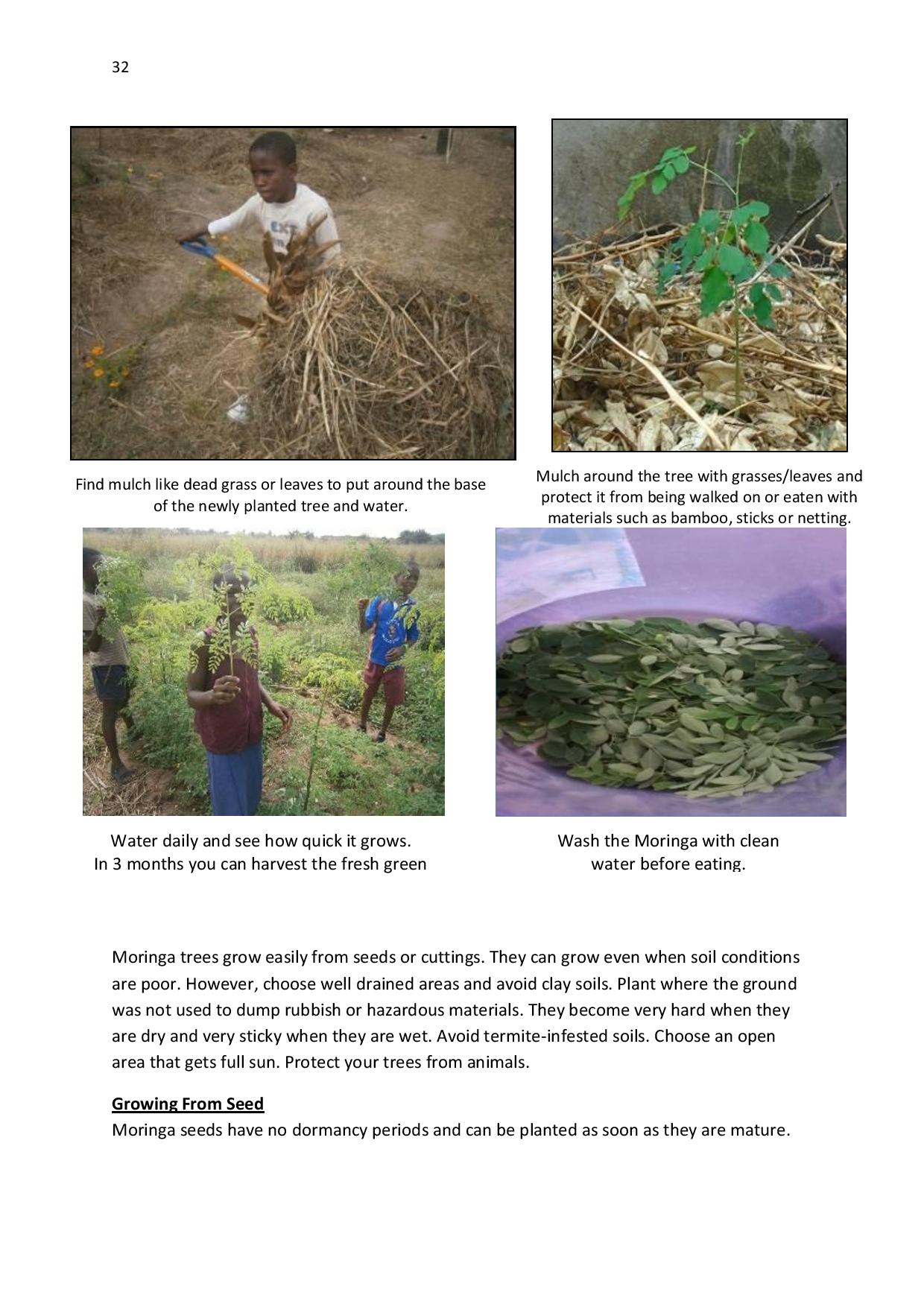 gen-ghana-youth-p-l-a-n-t-moringa-school-garden-manual-page-032