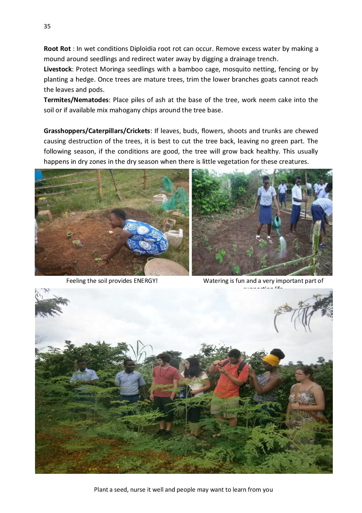 gen-ghana-youth-p-l-a-n-t-moringa-school-garden-manual-page-035